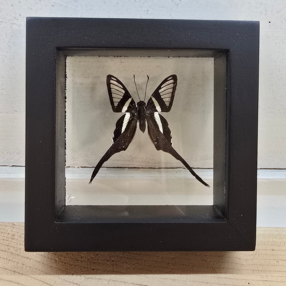 White Dragontail Butterfly Shadow Box Frame