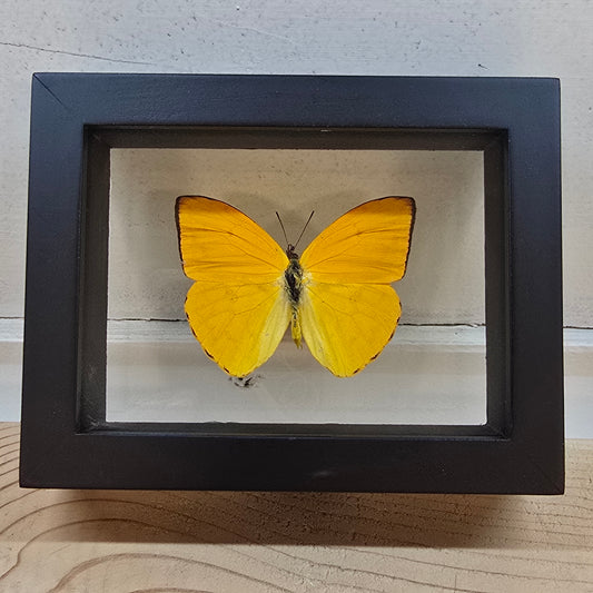 Apricot Sulphur Butterfly Shadow Box Frame