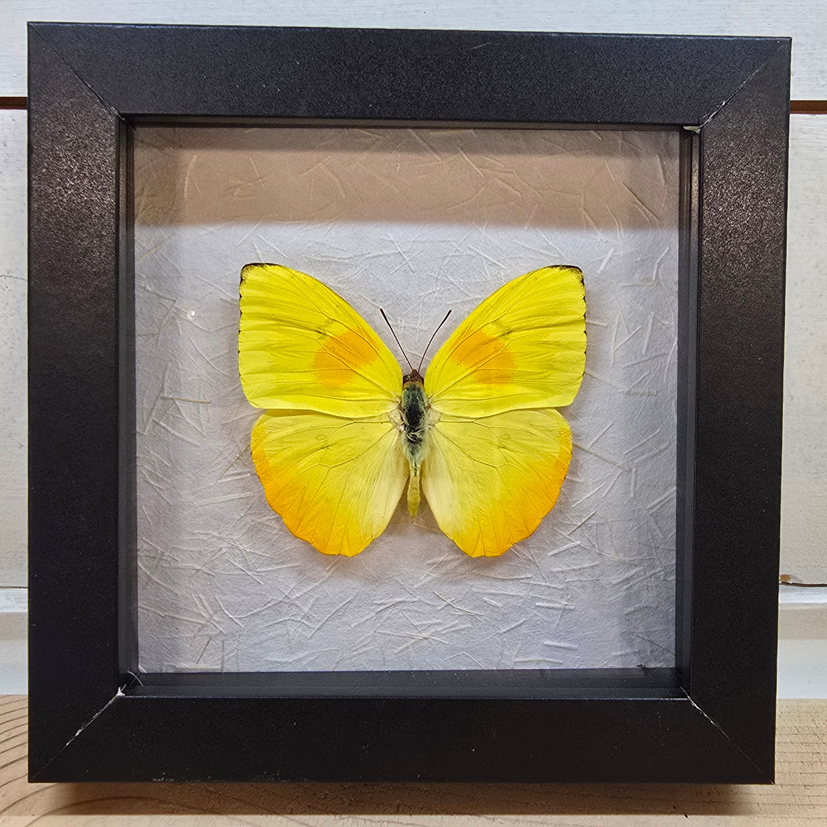 Orange-barred Sulfur Butterfly Shadow Box Frame