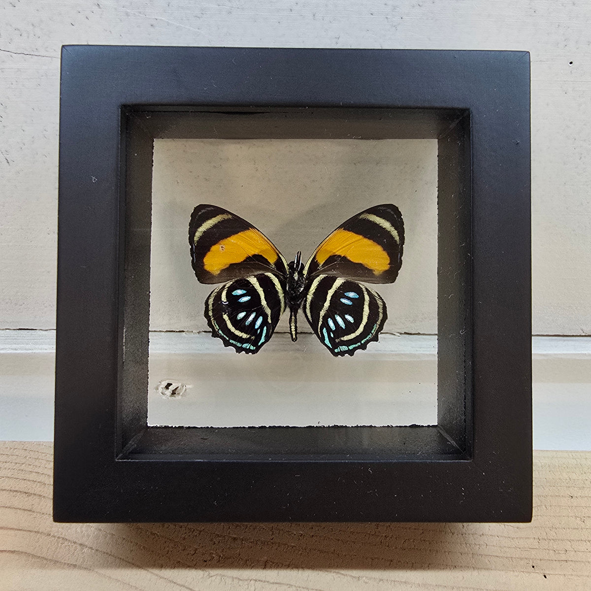 Aegina Numberwing Butterfly Shadow Box Frame