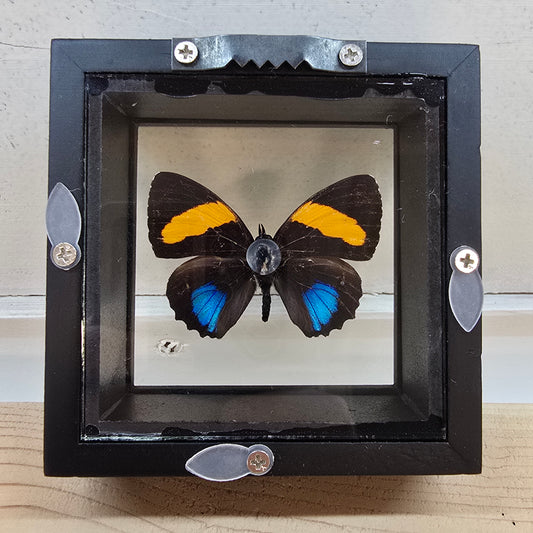 Aegina Numberwing Butterfly Shadow Box Frame