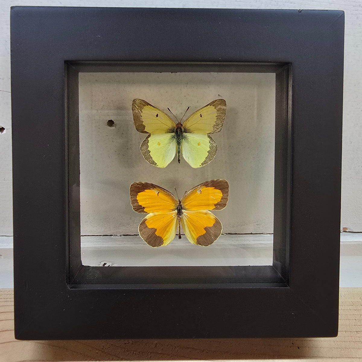 Sulfur Butterflies Shadow Box Frame