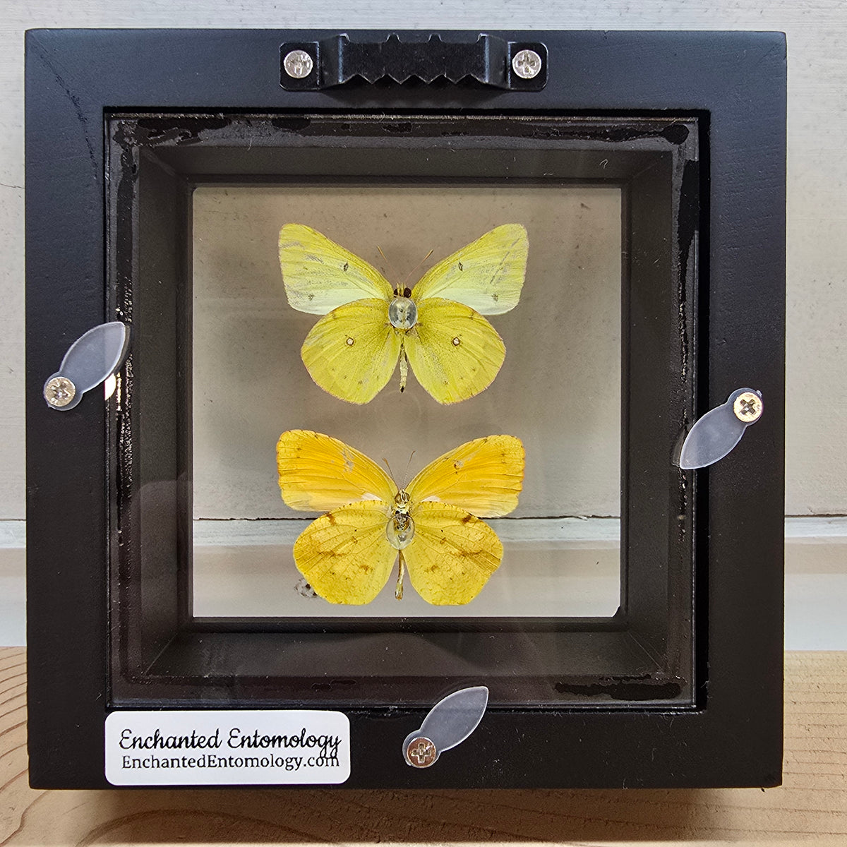Sulfur Butterflies Shadow Box Frame
