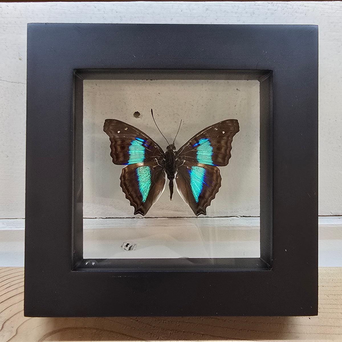 Cyan Emperor Butterfly Shadow Box Frame