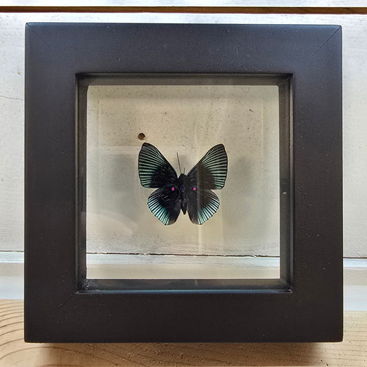 Apollo Metalmark Butterfly Shadow Box Frame