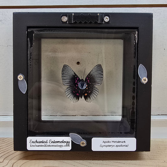 Apollo Metalmark Butterfly Shadow Box Frame
