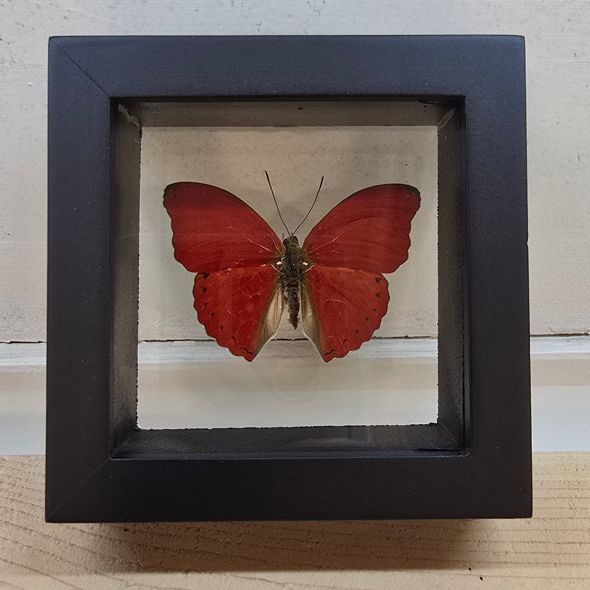 Blood Red Glider Butterfly Shadow Box Frame