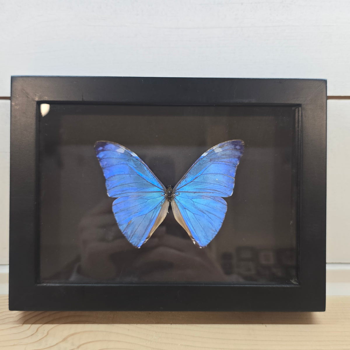 Adonis Morpho Butterfly Shadow Box Frame