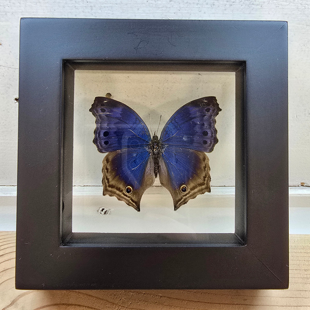 Blue Mother-of-Pearl Butterfly Shadow Box Frame