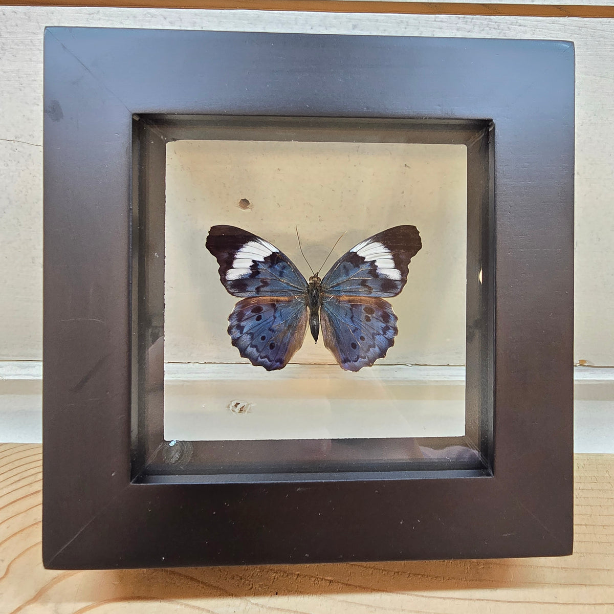 False Purplewing Butterfly Shadow Box Frame