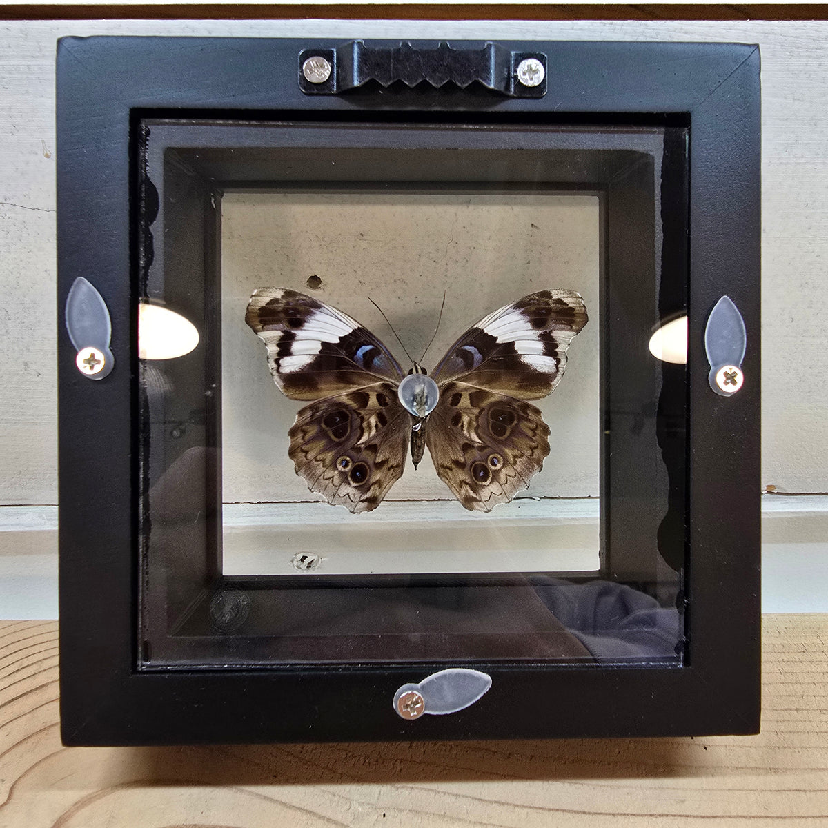False Purplewing Butterfly Shadow Box Frame