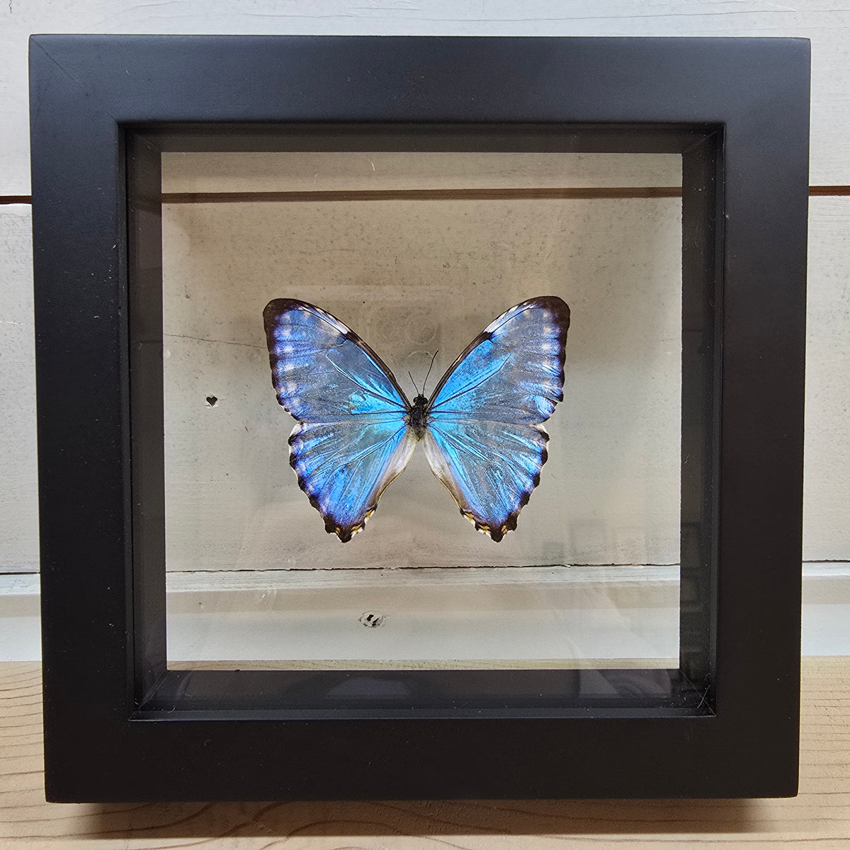 Portis Morpho Butterfly Shadow Box Frame
