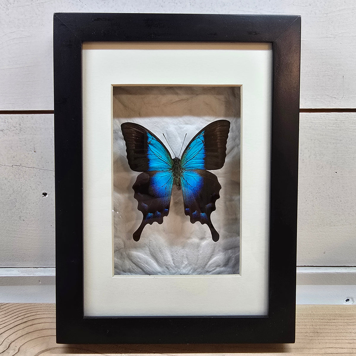 Timor Blue Swallowtail Butterfly Shadow Box Frame