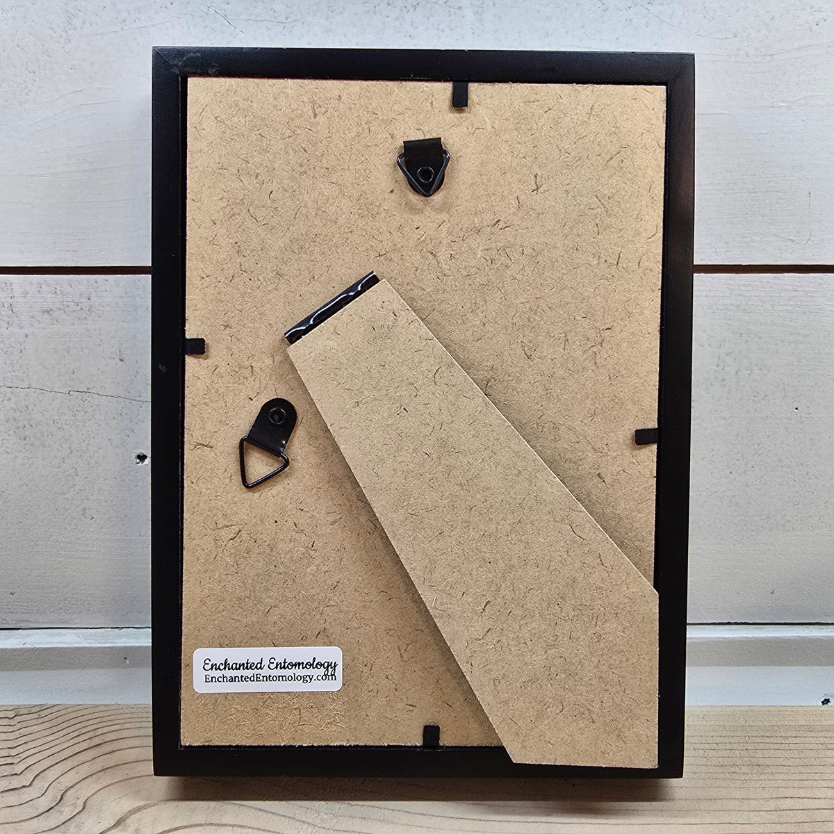 Timor Blue Swallowtail Butterfly Shadow Box Frame