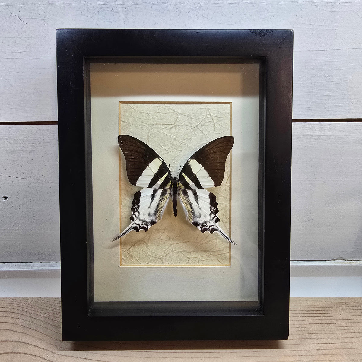 Tabitha's Swordtail Butterfly Shadow Box Frame