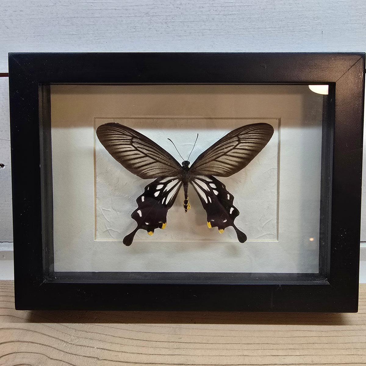 Common Clubtail Butterfly Shadow Box Frame