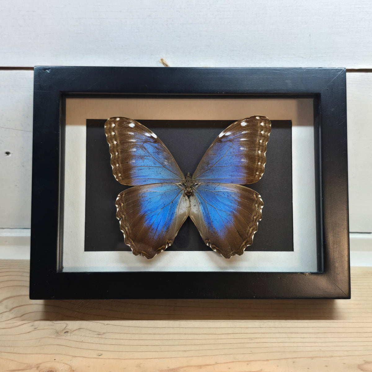 Common Morpho Butterfly Shadow Box Frame