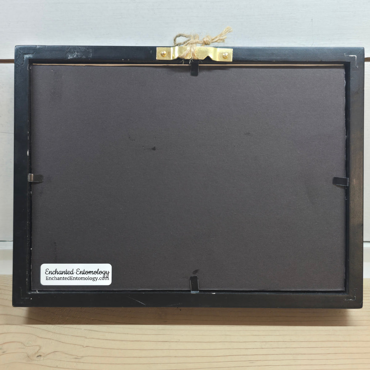 Common Morpho Butterfly Shadow Box Frame