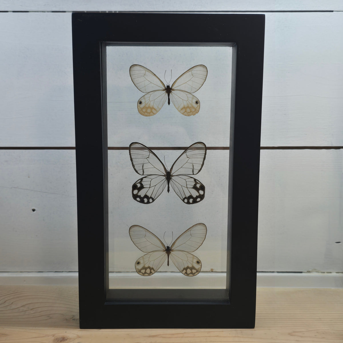 Glasswing Butterfly Trio Shadow Box Frame