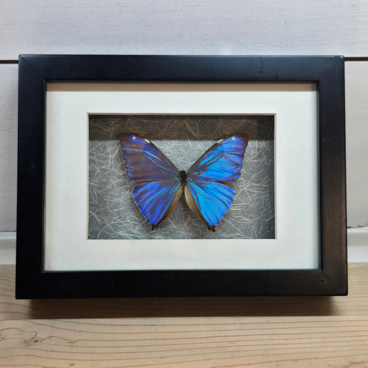 Adonis Morpho Butterfly Shadow Box Frame