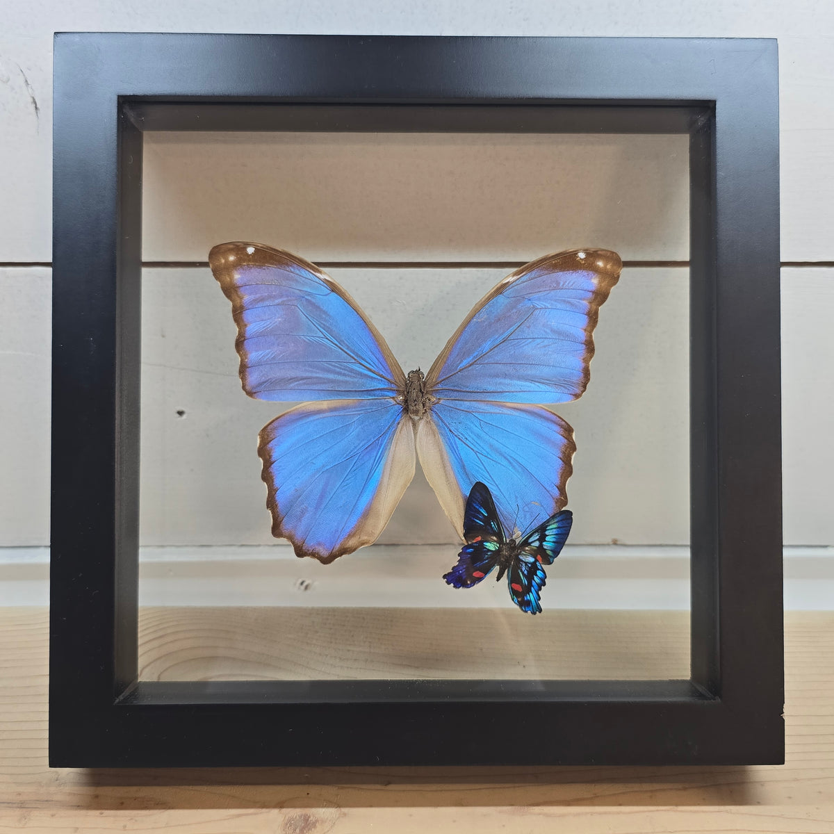 Giant Blue Morpho & Metalmark Butterfly Shadow Box Frame