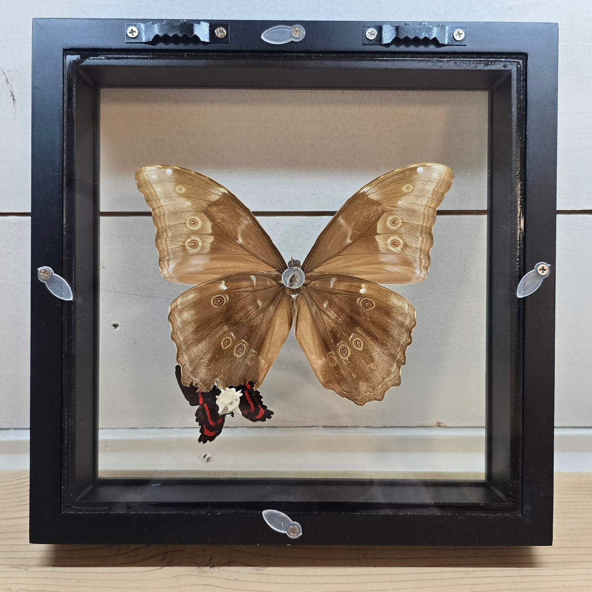 Giant Blue Morpho & Metalmark Butterfly Shadow Box Frame