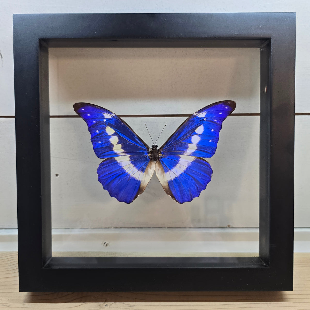 Helena Morpho Butterfly Shadow Box Frame