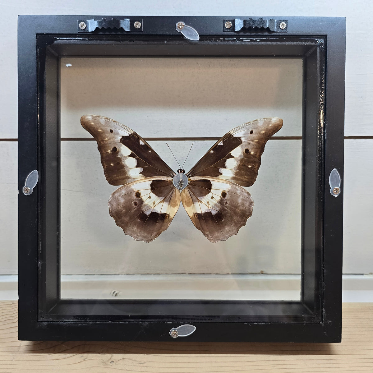 Helena Morpho Butterfly Shadow Box Frame