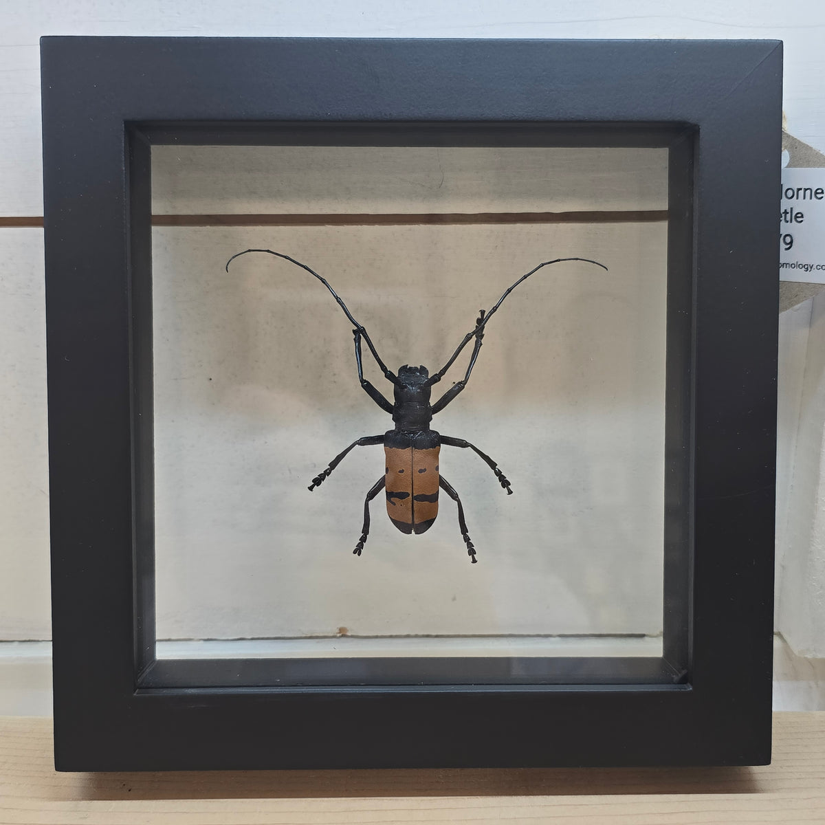 Longhorn Beetle Shadow Box Frame