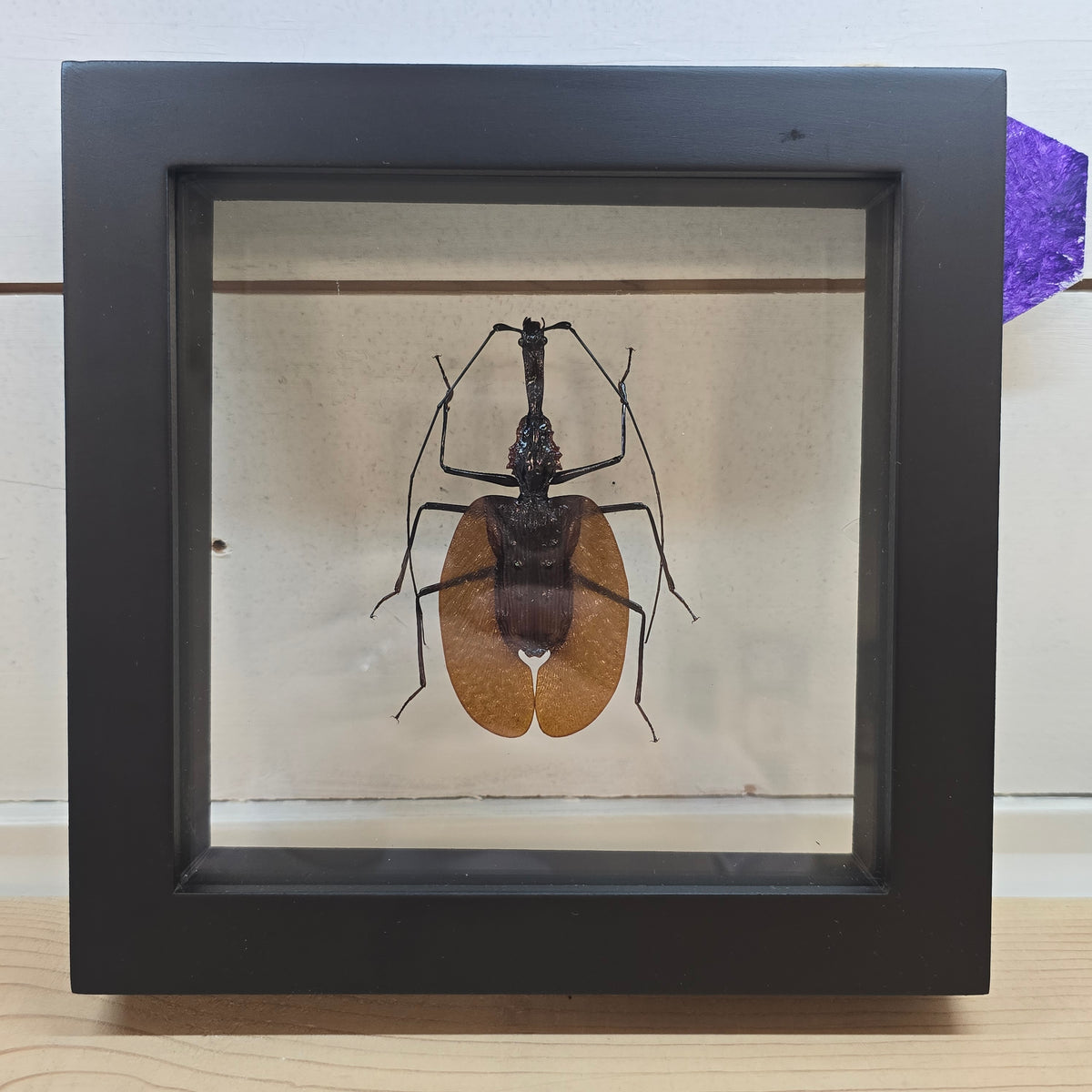Violin Beetle Shadow Box Frame