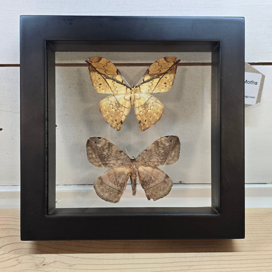 African Moths Shadow Box Frame