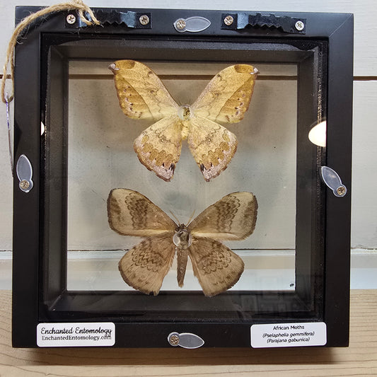 African Moths Shadow Box Frame