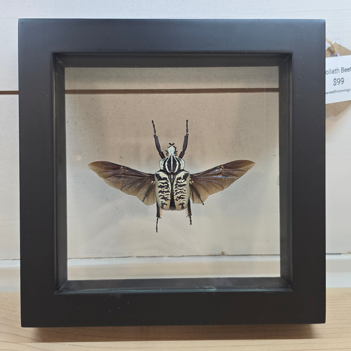 Goliath Shadow Box Frame