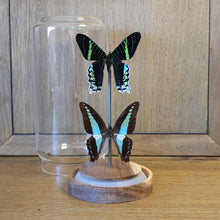 Load image into Gallery viewer, Green-Banded Urania Moth &amp; Blue Bottle Butterfly Display
