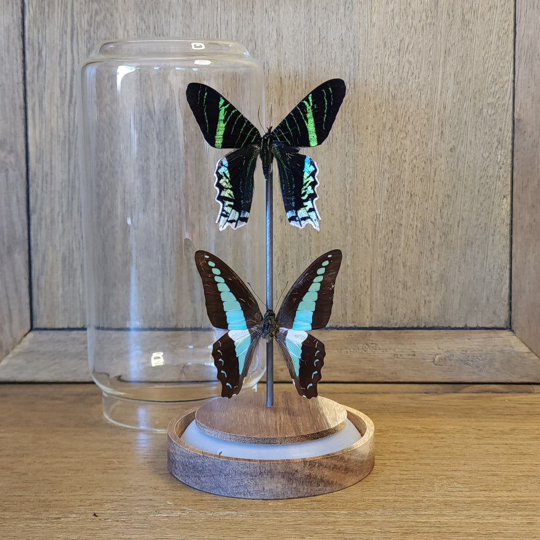 Green-Banded Urania Moth & Blue Bottle Butterfly Display