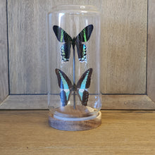 Load image into Gallery viewer, Green-Banded Urania Moth &amp; Blue Bottle Butterfly Display
