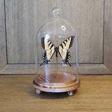 Load image into Gallery viewer, Tiger Swallowtail Dome
