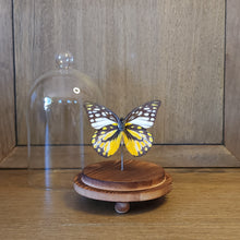 Load image into Gallery viewer, Spotted Sawtooth Butterfly Dome
