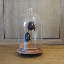 Load image into Gallery viewer, Coconut Rhinoceros Beetle Dome

