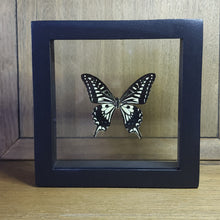 Load image into Gallery viewer, Asian Swallowtail Butterfly Shadow Box
