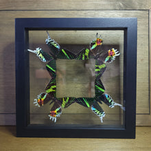 Load image into Gallery viewer, Sunset &amp; Blue-Banded Urania Moths Shadow Box
