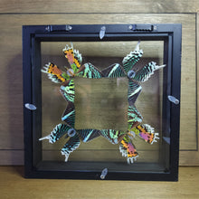 Load image into Gallery viewer, Sunset &amp; Blue-Banded Urania Moths Shadow Box

