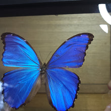 Load image into Gallery viewer, Blue Morpho Butterfly Shadow Box
