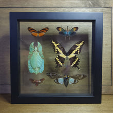 Load image into Gallery viewer, Insect Collection Shadow Box
