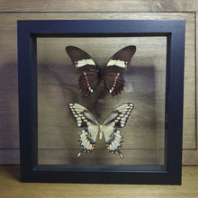 Load image into Gallery viewer, Papilio Butterfly Pair Shadow Box

