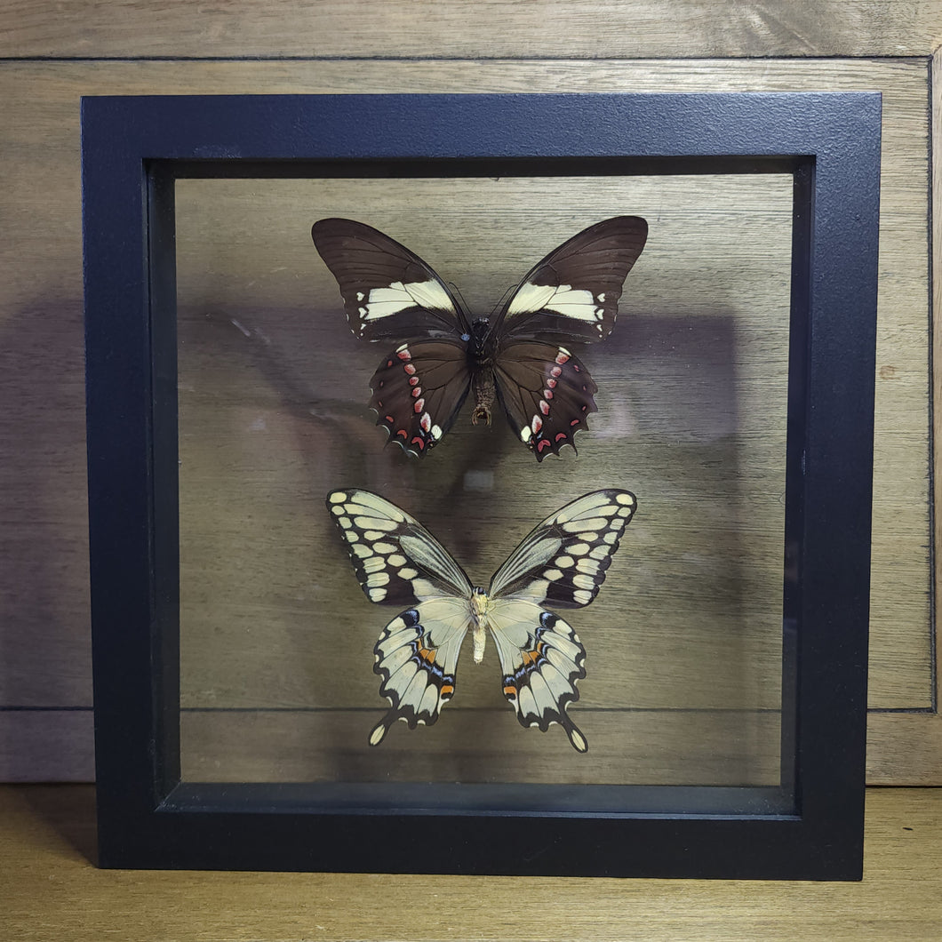 Papilio Butterfly Pair Shadow Box