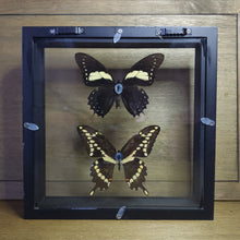 Load image into Gallery viewer, Papilio Butterfly Pair Shadow Box
