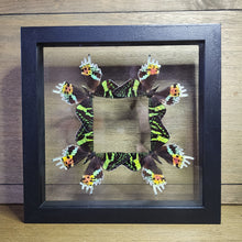 Load image into Gallery viewer, Madagascan Sunset Moths Shadow Box
