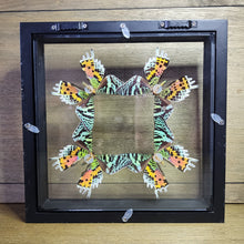 Load image into Gallery viewer, Madagascan Sunset Moths Shadow Box
