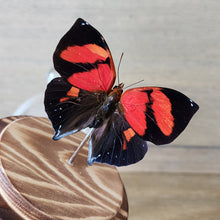 Load image into Gallery viewer, Scarlet Leafwing Butterfly Dome
